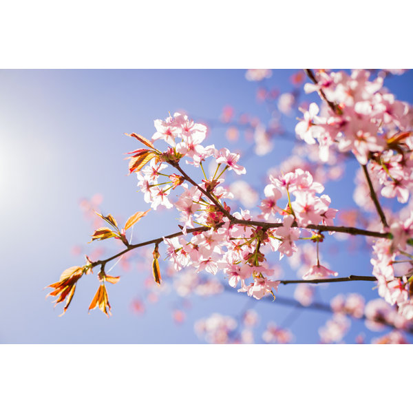 Ebern Designs Cherry Blossom Wrapped Canvas Photograph Wayfair